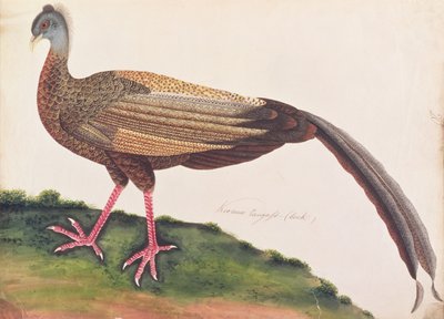 Great Argus, from Drawings of Birds from Malacca, c.1805-18 by Chinese School